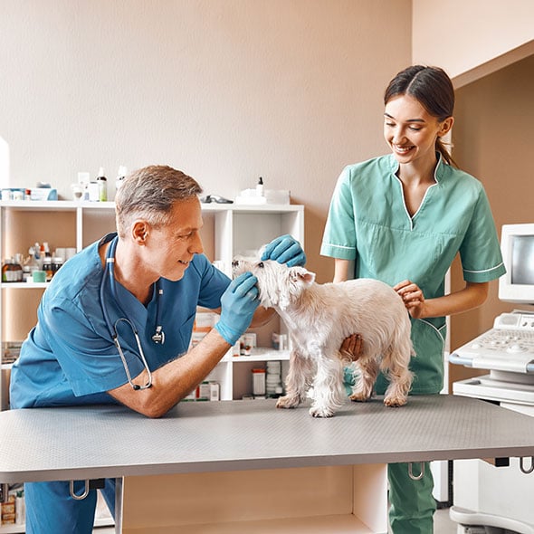 Veterinarian working with dog who wants to get a new home with a CCCU physicians loan.