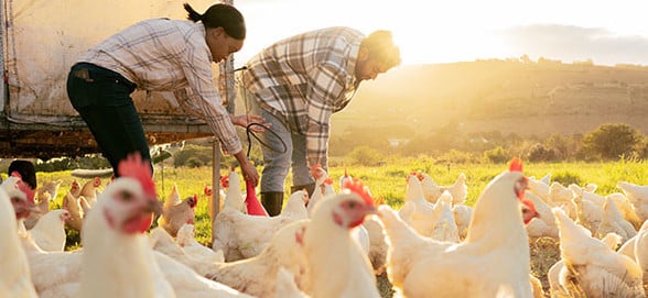 Feeding chickens at farm in rural Oregon with a USDA loan from CCCU credit union in Portland Oregon.